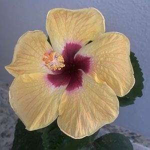 Meet your Posher, Becky